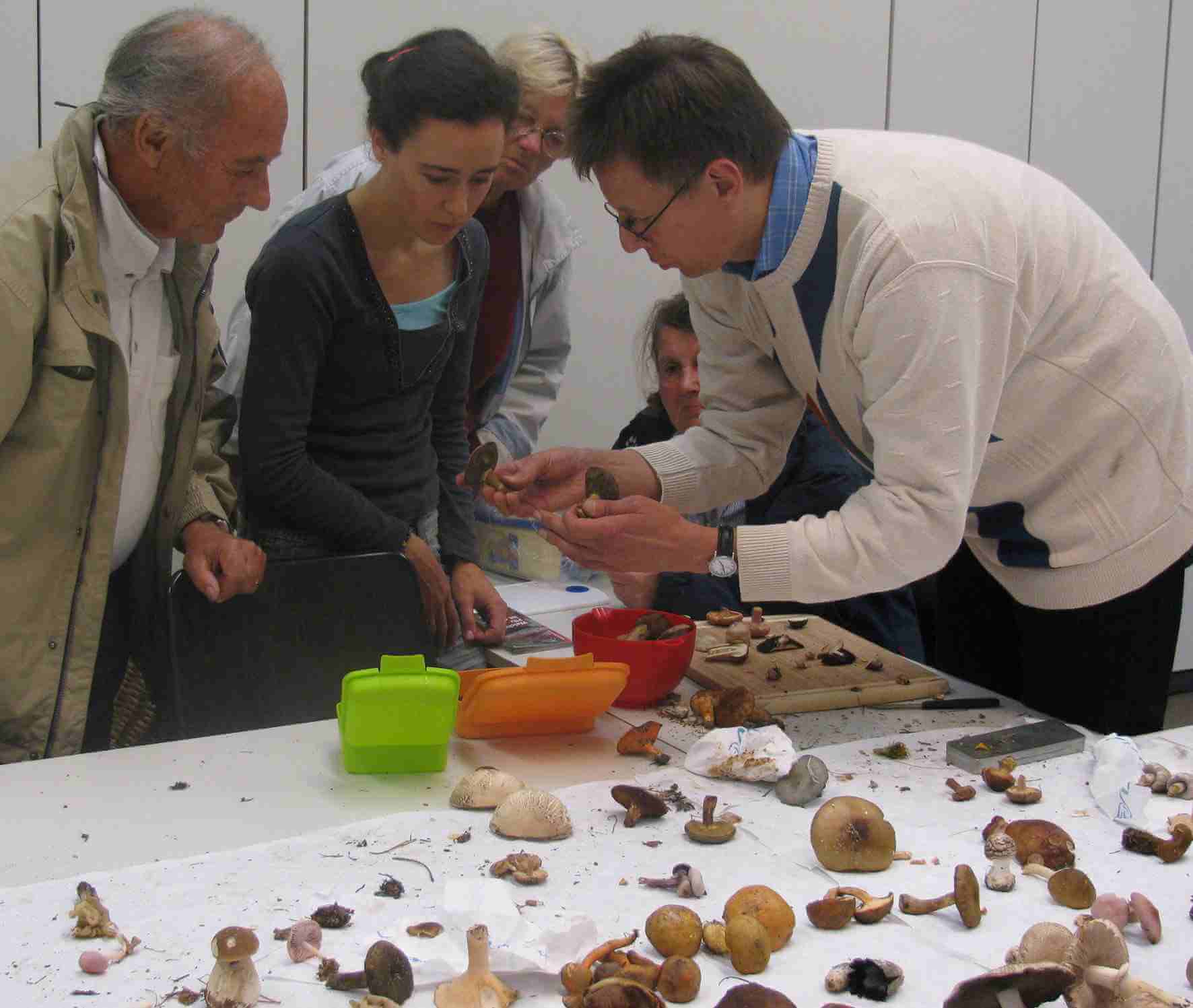 Vorsicht giftig!: Kostenlose Pilzberatung im Botanischen Museum