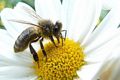 Wildbienen-Vortrag in der Gartenarbeitsschule Steglitz-Zehlendorf