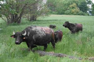Die vier Wasserbüffel sind seit Mittwoch wieder auf der Pfaueninsel. Fotos: Gogol