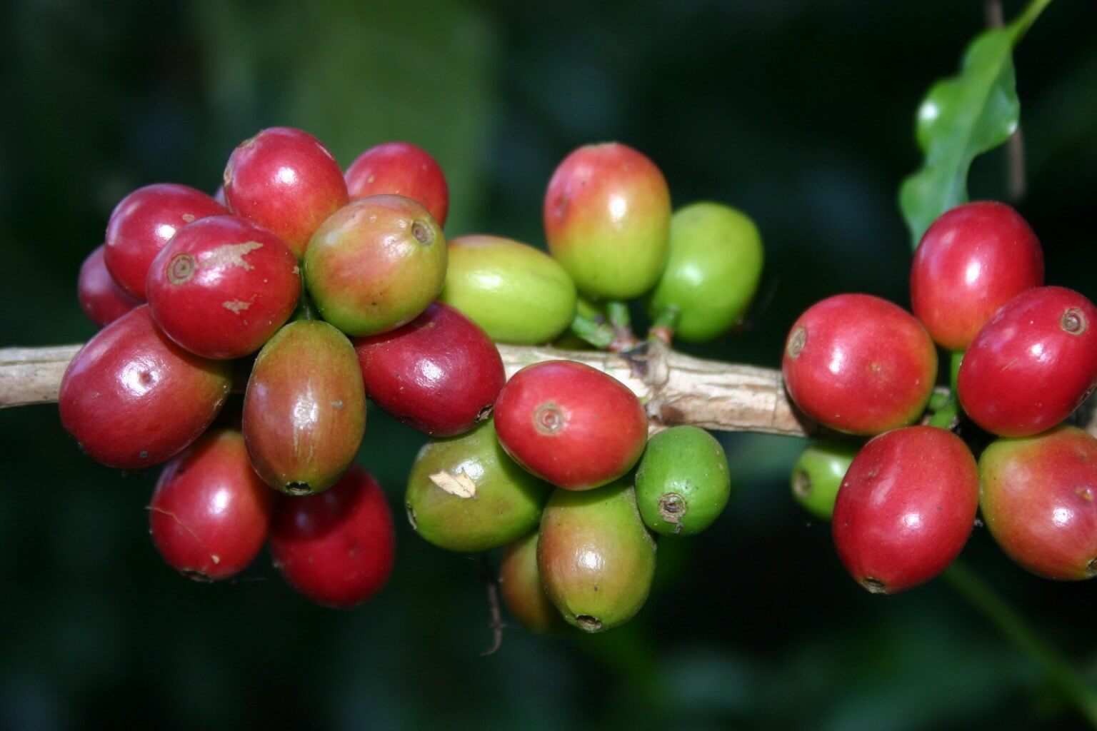 „Kaffee. Ein globaler Erfolg“: Neue Ausstellung im Botanischen Museum Dahlem