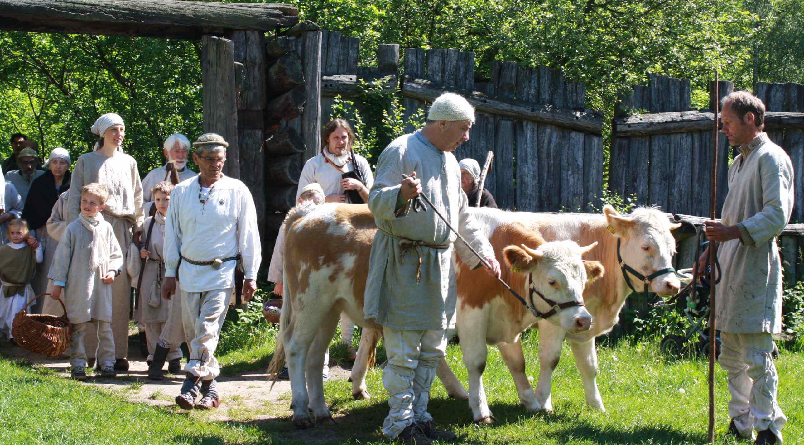 Tierischer Neuzugang: Mit einem Hirtenfest feiert das Museumsdorf den Einzug zweier neuer Ochsen