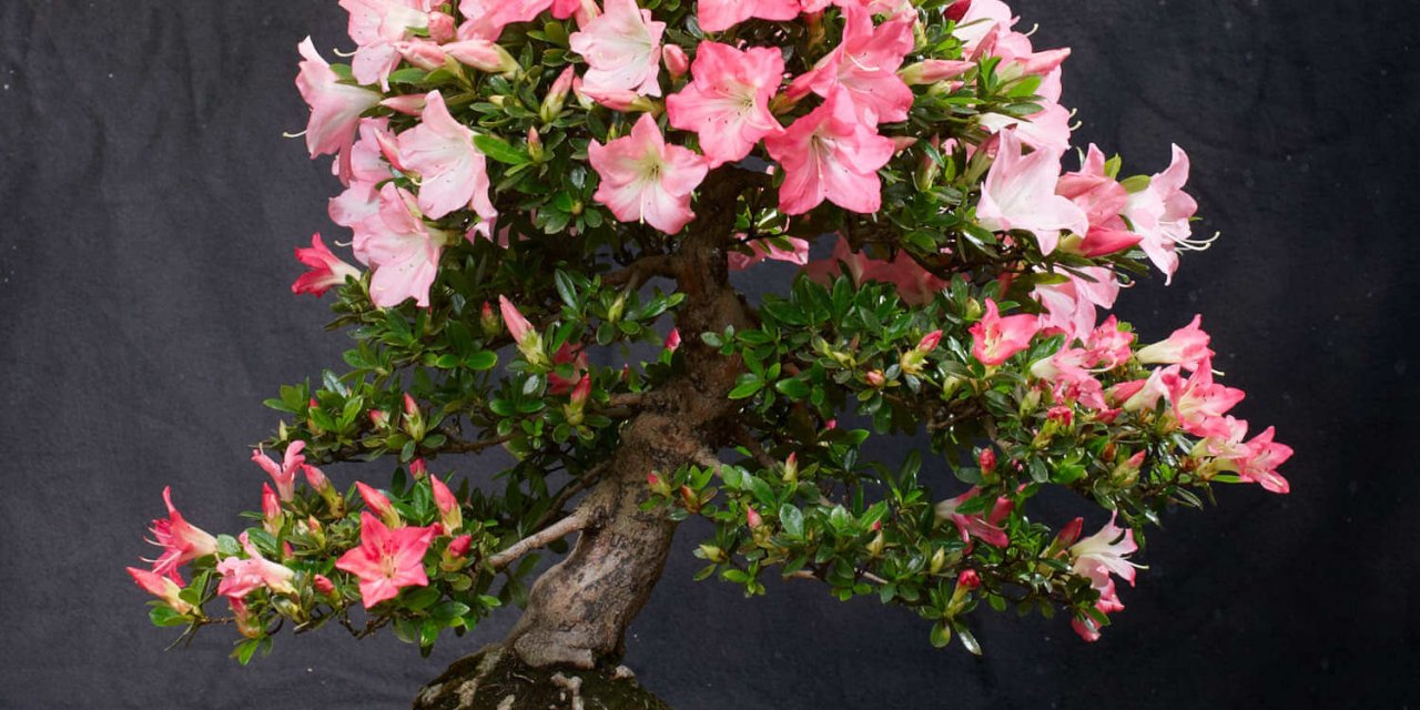 Botanischer Garten Berlin Bonsai bonsai ausstellung im botanischen garten Botanischer Garten Berlin Bonsai bonsai ausstellung im botanischen garten