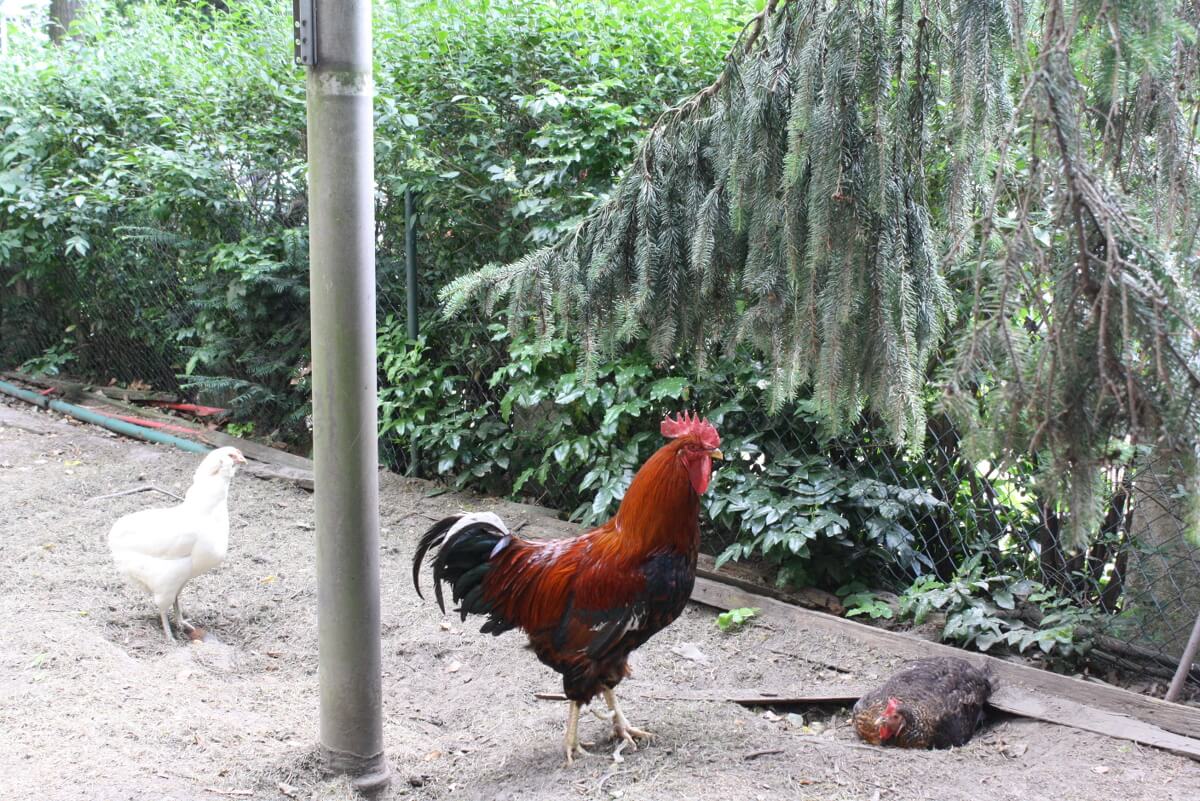 Die Hühner führen auf dem Hof ein freies Leben, inklusive Ausflug zum nahen Park. Foto: Gogol
