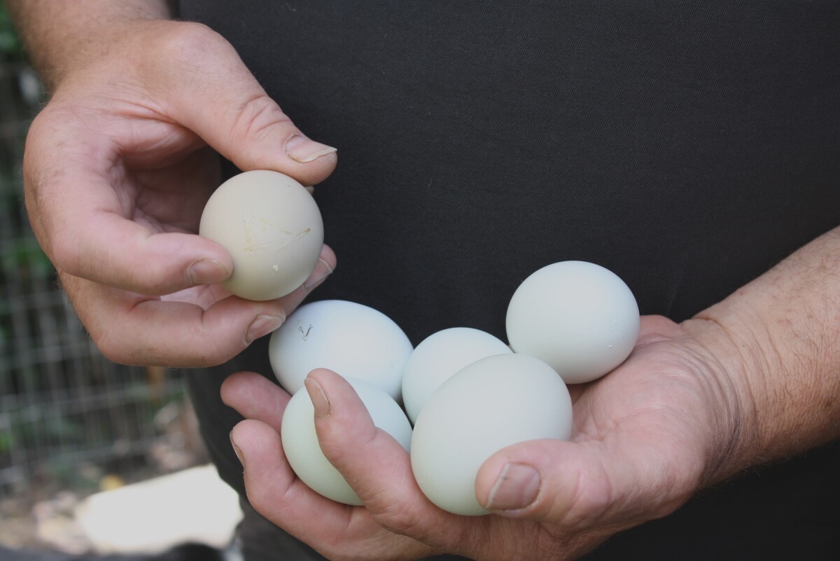 Täglich findet Hermann Karnitzschky in den Nestern Eier, die Arokaner legen grüne. Foto: Gogol