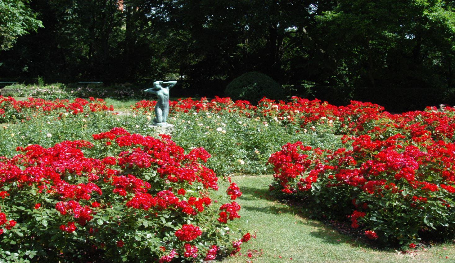 Symbol der Liebe und Romantik: Rosengärten sind Denkmal des Monats August