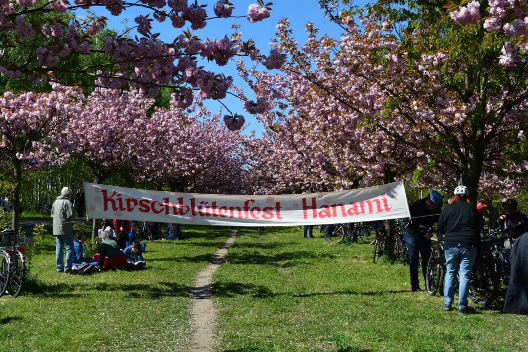 Tausende Besucher beim 16. Kirschblütenfest | StadtrandNachrichten