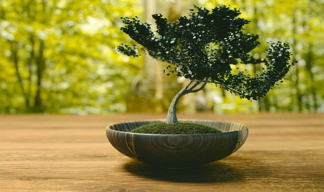 Kleine Bäume ganz groß: Bonsai-Ausstellung im Botanischen Garten in Lichterfelde