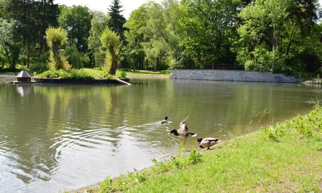 Teich im Gemeindepark Lankwitz kippt