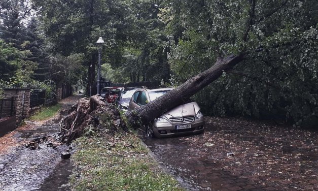So viele Bäume fällte „Xavier“ in Steglitz-Zehlendorf