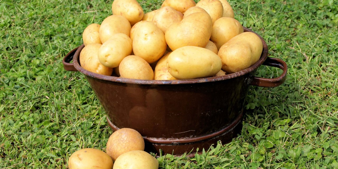 Kartoffelfest auf der Domäne Dahlem