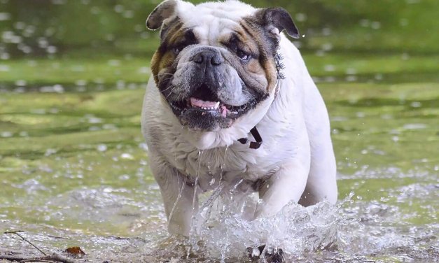 Schlachtensee und Krumme Lanke: Außerhalb der Badesaison dürfen Hunde ans Wasser