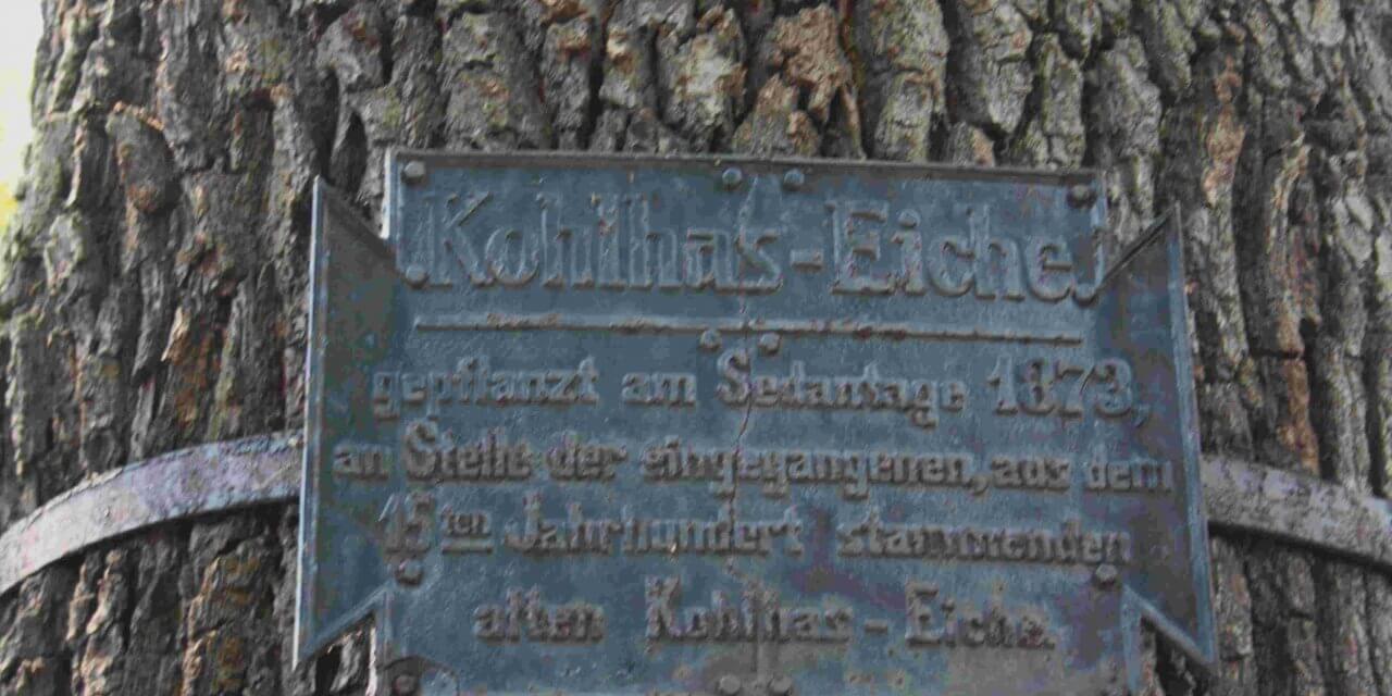 Wannsee: Naturdenkmal „Kohlhas-Eiche“ muss gefällt werden
