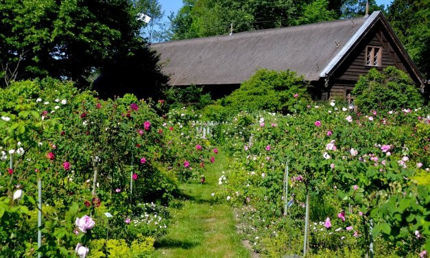 Blütenduft und Farbenpracht: Auf der Pfaueninsel blühen 200 historische Rosensorten