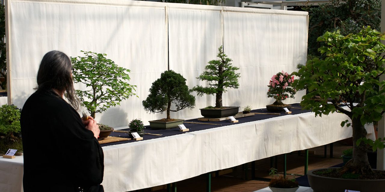 Kleine Bäume ganz groß: Bonsaiausstellung