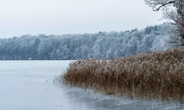 Seewanderung: Schlachtensee und Krumme Lanke