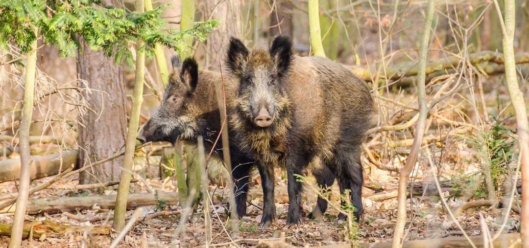 Wildschwein, Löwe & Co: Füttern ist verboten