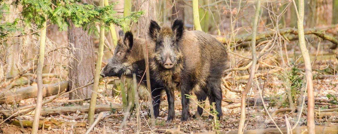 Wildschwein, Löwe & Co: Füttern ist verboten